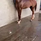 حصان شعبي كفو جدا