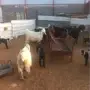 غنم للبيع