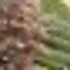 فسايل النخيل