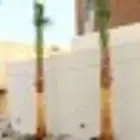 ابوعلي لتوريد النخيل