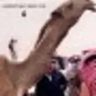 حلاق الإبل وغسيل القصيم عنيزه رقم جوال