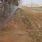 مقول شبوك