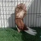 كرنقو وجاكوبين