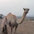 للبيع ناقه محور