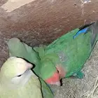 جوز روز مع فروخ 3 فروخ