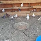حمام مشكله للبيع