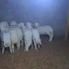 Italian and young sheep 5 months old prices from 1350 to 140
