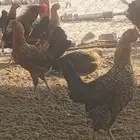 دجاج فيومي ذهبي توه يبشر بيض شي فاخر تبارك الله 6اشهر بلدي