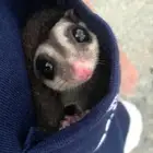 sugar glider السنجاب الطائر أليف