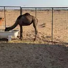 بكره طيبه
