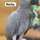 Grey Parrot