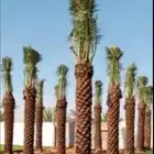 يوجد لدينا نخل عربي بجميع انواعها ويوجد لدينا نخل واشنطني