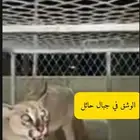 البيع البيع حيوان وشق بري مفترس