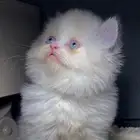 قطط للبيع قطط الرياض قطط الخرج كيتن سكوتش شيرازي هملايا قطه