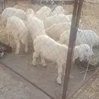 طليان للبيع