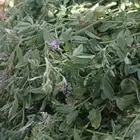 برسيم اخدر