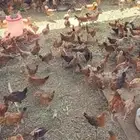 صوص دجاج بلدى