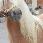 مطلوب سيسيات الي عنده يكلمني