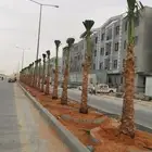 نخل واشنطن ونخل عربي و زيتون