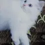 جميل قطط شيرازية  -Cute Sherazi Cat- Blue Eye