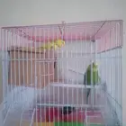 عصافير