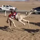 قعود للبيع