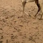 بكره هجن