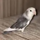 روز ذكر منتج