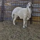 طلي حري أضحية جبر وسمين