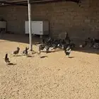 للبيع دجاج وديوك