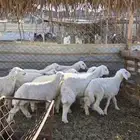 بهم ضان أنتاج المراح العدد 10