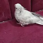 كروان انثى هولندي