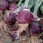 بصل أحمر فاخر بدون كيمواويات