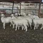 طليان ورخال آنتاج المراح