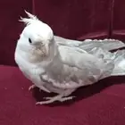 ذكر كروان هولندي كريمي