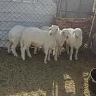 بهم البيع