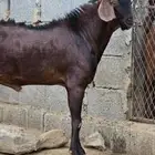 فحل ادهم صنف (تم البيع )