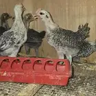 للبيع صوص فيومي
