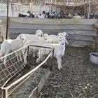 بهم ضان طليان ورخال