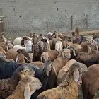 خرفان (جدعان) للبيع