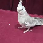 كروان هولندي