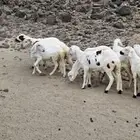 طليان ذبايح سواكن مرابي جذعان بيضاء
