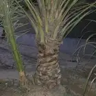 فسيل للبيع