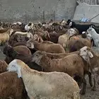 خرفان (جدعان للبيع) للبيع