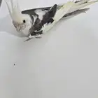 ذكر كروان وايت فيس جاهز لتزاوج