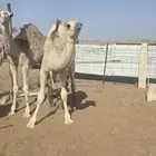 حشو للبيع