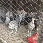 للبيع صوص فيومي