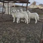 طليان ورخال