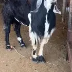 معزا للبيع