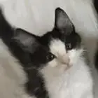 قطط ذكور لتبني